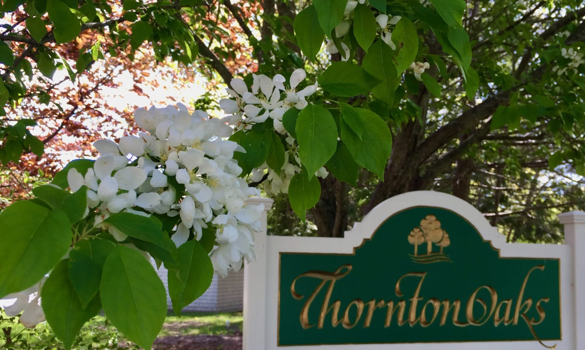 The green and gold Thornton Oaks sign at the entrance, with an apple tree in full bloom behind it.